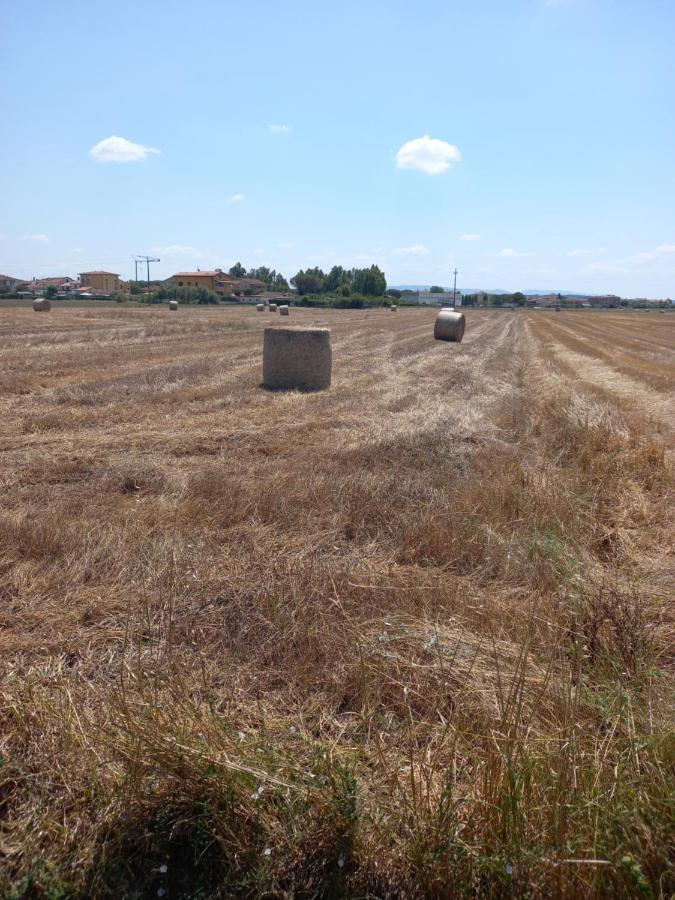 Appartement La Quiete Tra Le Vigne à Collesalvetti Extérieur photo