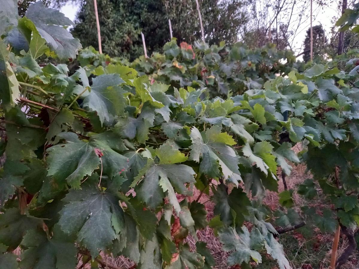 Appartement La Quiete Tra Le Vigne à Collesalvetti Extérieur photo