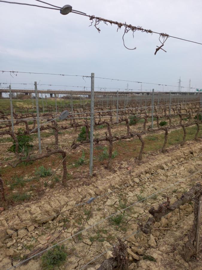 Appartement La Quiete Tra Le Vigne à Collesalvetti Extérieur photo