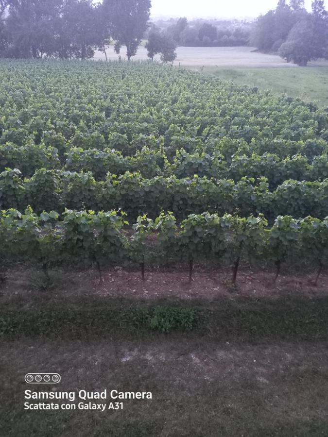 Appartement La Quiete Tra Le Vigne à Collesalvetti Extérieur photo